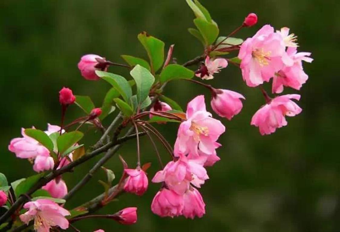 怎么让垂枝海棠二次开花，皇家美人垂枝海棠?