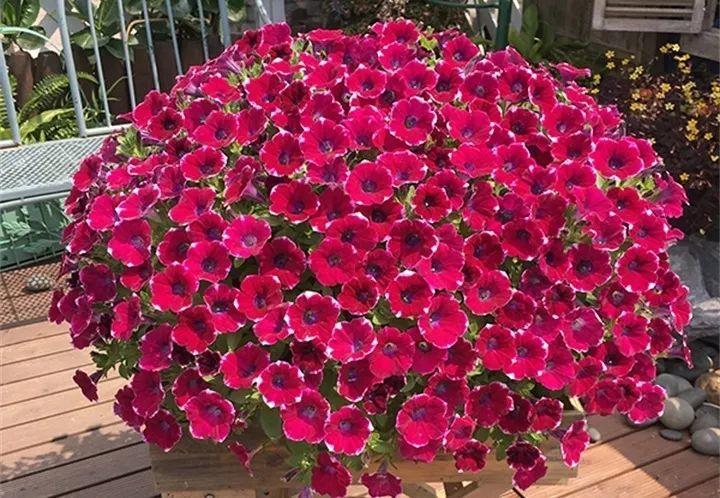 矮牵牛在什么季节开花，矮牵牛开花后要打顶吗?