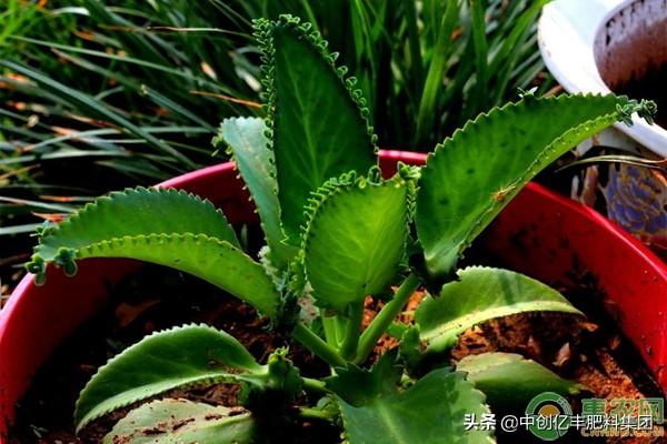 落地生根怎么施肥，生根肥什么时候施最好?